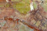 Colorful, Polished Petrified Wood Section - Arizona #129532-2